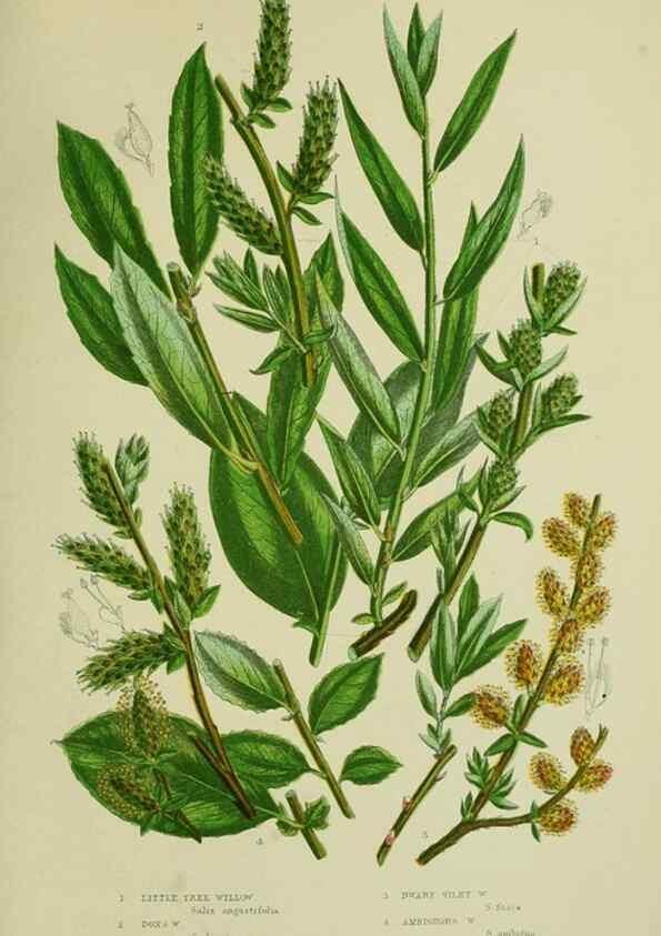 Reproducción/Reproduction 8518746892: The flowering plants, grasses, sedges, & ferns of Great Britain. London,F. Warne,1905.