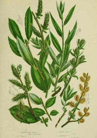 Reproducción/Reproduction 8518746892: The flowering plants, grasses, sedges, & ferns of Great Britain. London,F. Warne,1905.