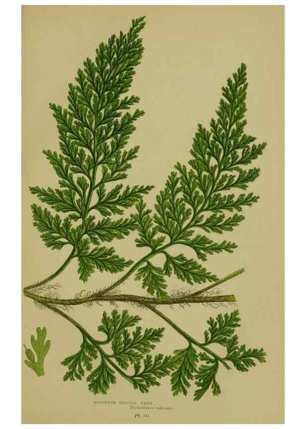 Reproducción/Reproduction 8519578784: The flowering plants, grasses, sedges, & ferns of Great Britain. London,F. Warne,1905.