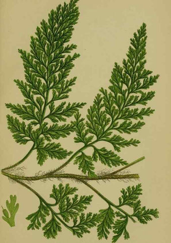 Reproducción/Reproduction 8519578784: The flowering plants, grasses, sedges, & ferns of Great Britain. London,F. Warne,1905.