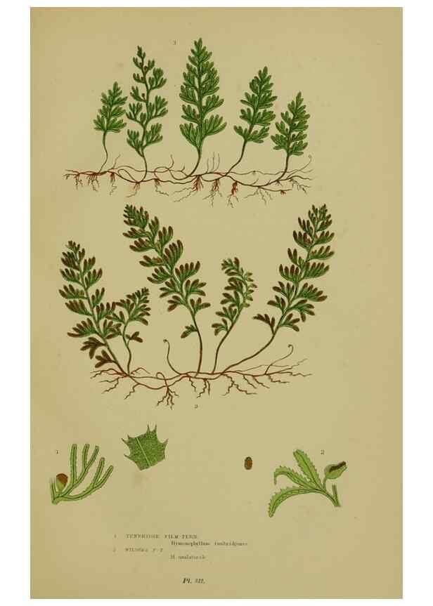 Reproducción/Reproduction 8518466613: The flowering plants, grasses, sedges, & ferns of Great Britain. London,F. Warne,1905.