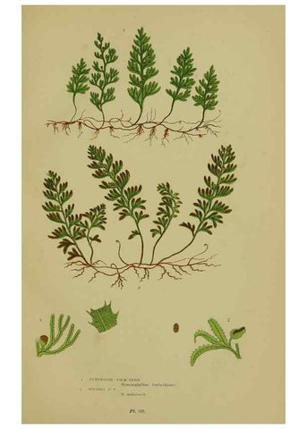 Reproducción/Reproduction 8518466613: The flowering plants, grasses, sedges, & ferns of Great Britain. London,F. Warne,1905.