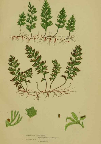 Reproducción/Reproduction 8518466613: The flowering plants, grasses, sedges, & ferns of Great Britain. London,F. Warne,1905.