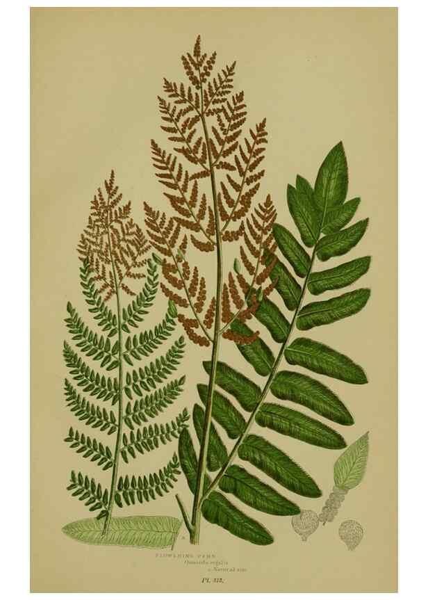 Reproducción/Reproduction 8519580100: The flowering plants, grasses, sedges, & ferns of Great Britain. London,F. Warne,1905.