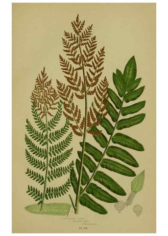 Reproducción/Reproduction 8519580100: The flowering plants, grasses, sedges, & ferns of Great Britain. London,F. Warne,1905.