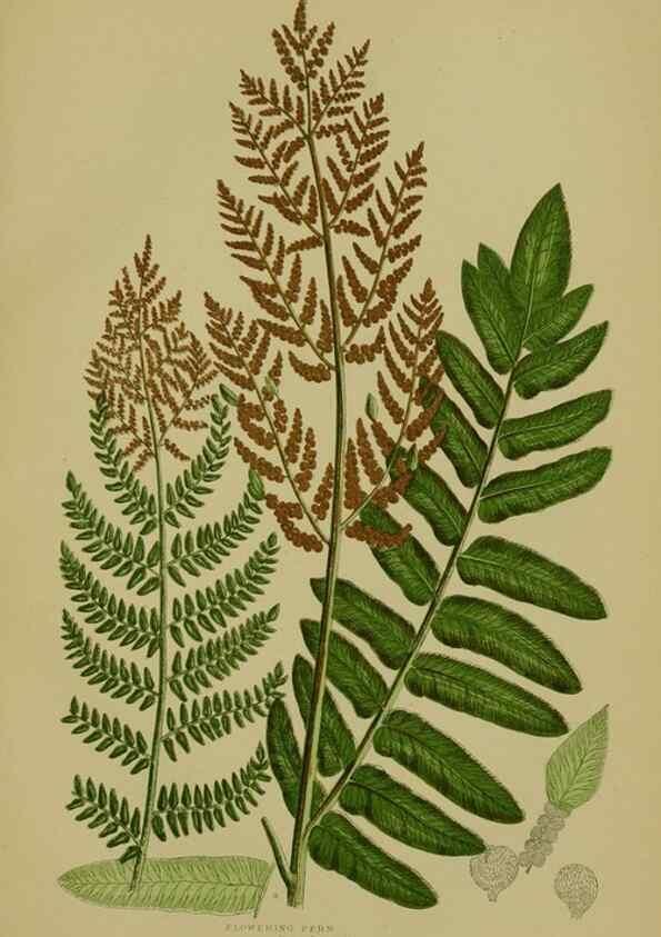 Reproducción/Reproduction 8519580100: The flowering plants, grasses, sedges, & ferns of Great Britain. London,F. Warne,1905.