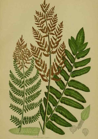 Reproducción/Reproduction 8519580100: The flowering plants, grasses, sedges, & ferns of Great Britain. London,F. Warne,1905.