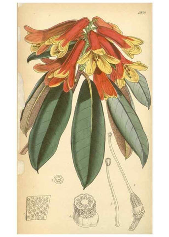 Reproducción/Reproduction 8550689651: Curtis's botanical magazine.. London ;New York [etc.] :Academic Press [etc.]