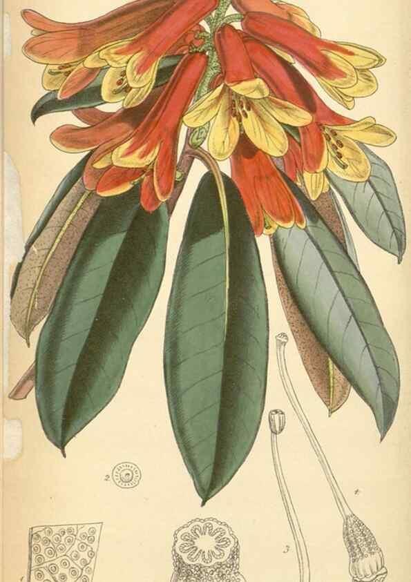 Reproducción/Reproduction 8550689651: Curtis's botanical magazine.. London ;New York [etc.] :Academic Press [etc.]