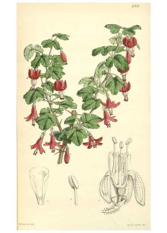 Reproducción/Reproduction 8550690513: Curtis's botanical magazine.. London ;New York [etc.] :Academic Press [etc.]