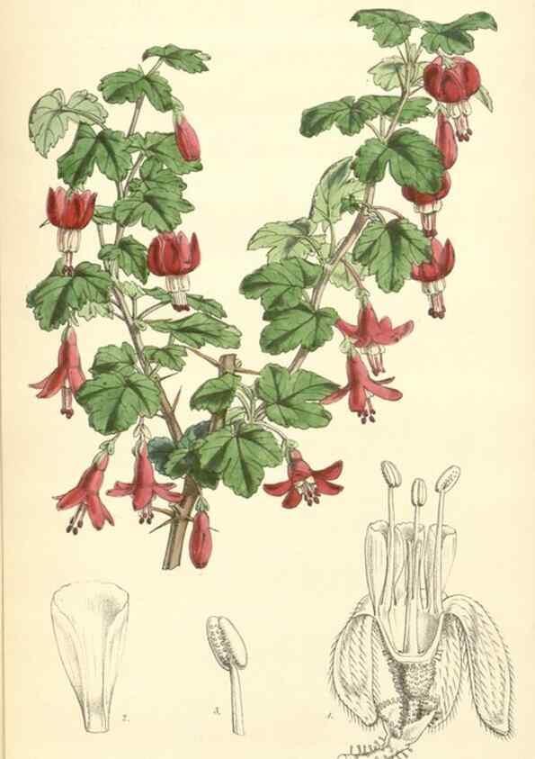 Reproducción/Reproduction 8550690513: Curtis's botanical magazine.. London ;New York [etc.] :Academic Press [etc.]