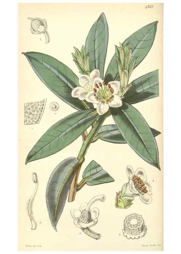 Reproducción/Reproduction 8550691621: Curtis's botanical magazine.. London ;New York [etc.] :Academic Press [etc.]