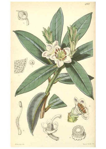 Reproducción/Reproduction 8550691621: Curtis's botanical magazine.. London ;New York [etc.] :Academic Press [etc.]