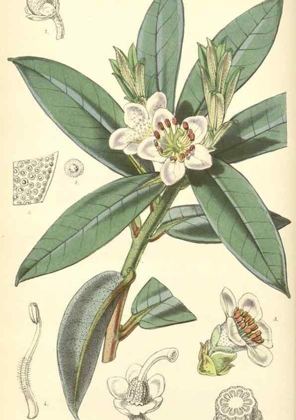 Reproducción/Reproduction 8550691621: Curtis's botanical magazine.. London ;New York [etc.] :Academic Press [etc.]
