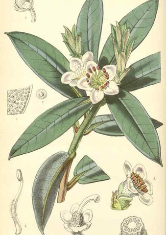 Reproducción/Reproduction 8550691621: Curtis's botanical magazine.. London ;New York [etc.] :Academic Press [etc.]