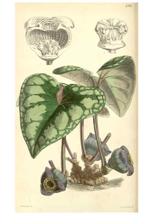 Reproducción/Reproduction 8551794054: Curtis's botanical magazine.. London ;New York [etc.] :Academic Press [etc.]