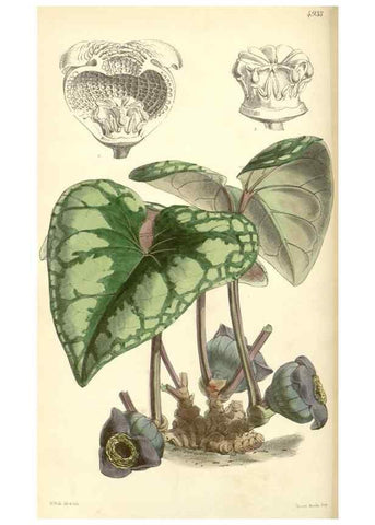 Reproducción/Reproduction 8551794054: Curtis's botanical magazine.. London ;New York [etc.] :Academic Press [etc.]