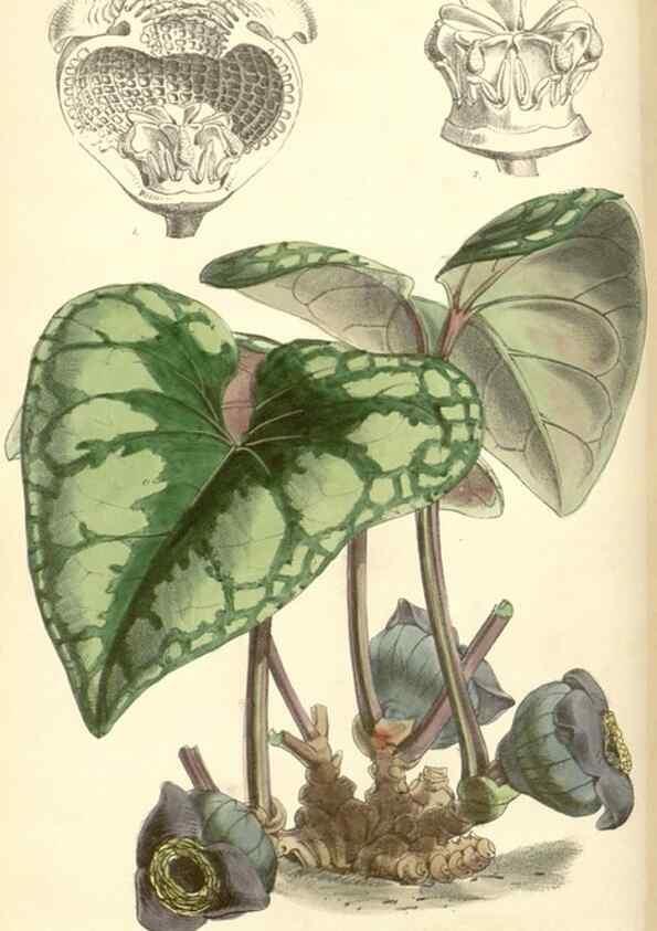 Reproducción/Reproduction 8551794054: Curtis's botanical magazine.. London ;New York [etc.] :Academic Press [etc.]