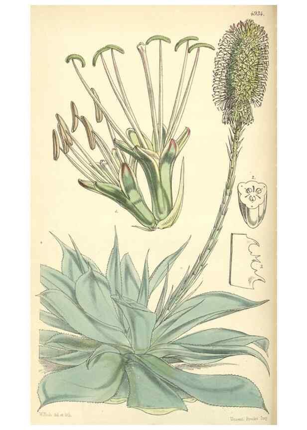 Reproducción/Reproduction 8550693271: Curtis's botanical magazine.. London ;New York [etc.] :Academic Press [etc.]