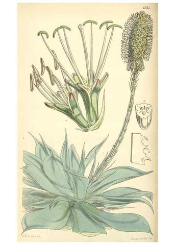 Reproducción/Reproduction 8550693271: Curtis's botanical magazine.. London ;New York [etc.] :Academic Press [etc.]
