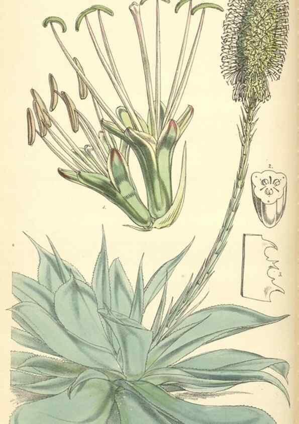 Reproducción/Reproduction 8550693271: Curtis's botanical magazine.. London ;New York [etc.] :Academic Press [etc.]