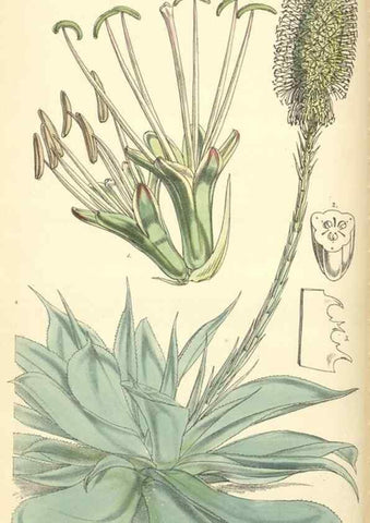 Reproducción/Reproduction 8550693271: Curtis's botanical magazine.. London ;New York [etc.] :Academic Press [etc.]
