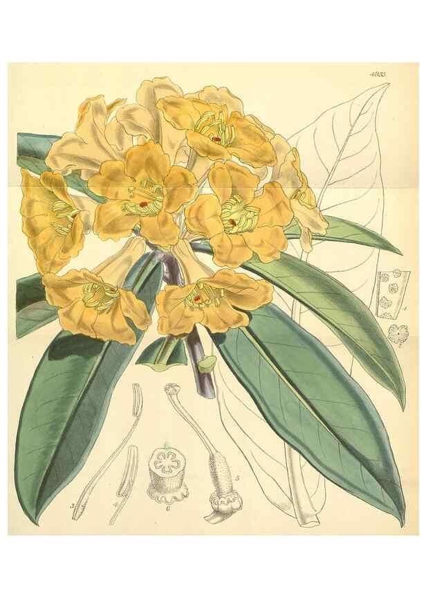 Reproducción/Reproduction 8551796578: Curtis's botanical magazine.. London ;New York [etc.] :Academic Press [etc.]