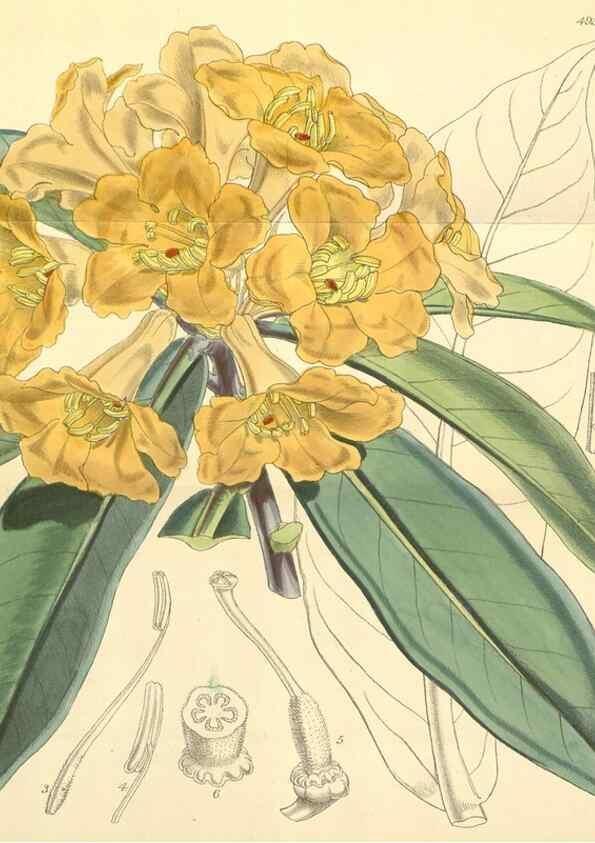 Reproducción/Reproduction 8551796578: Curtis's botanical magazine.. London ;New York [etc.] :Academic Press [etc.]