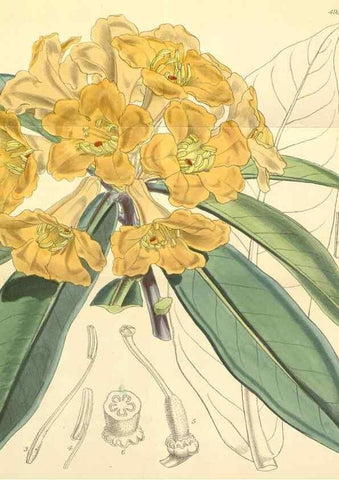 Reproducción/Reproduction 8551796578: Curtis's botanical magazine.. London ;New York [etc.] :Academic Press [etc.]