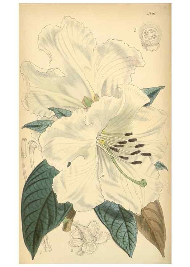 Reproducción/Reproduction 8550695653: Curtis's botanical magazine.. London ;New York [etc.] :Academic Press [etc.]