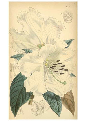 Reproducción/Reproduction 8550695653: Curtis's botanical magazine.. London ;New York [etc.] :Academic Press [etc.]