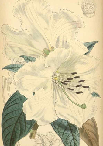 Reproducción/Reproduction 8550695653: Curtis's botanical magazine.. London ;New York [etc.] :Academic Press [etc.]