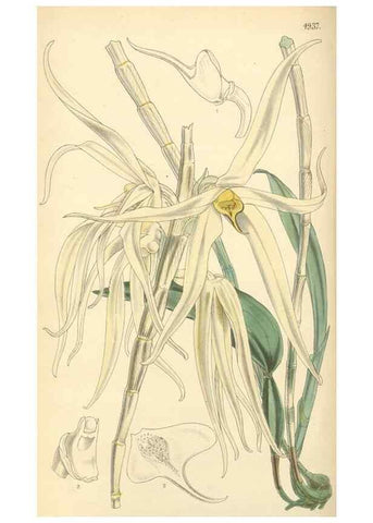 Reproducción/Reproduction 8551797912: Curtis's botanical magazine.. London ;New York [etc.] :Academic Press [etc.]