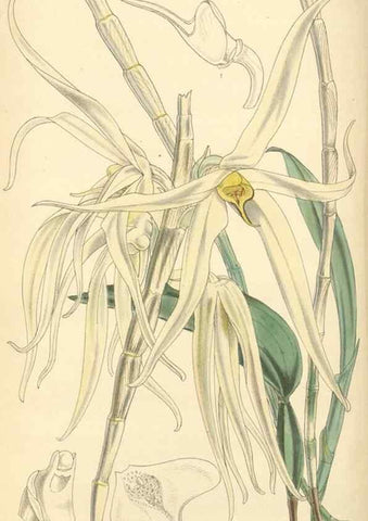 Reproducción/Reproduction 8551797912: Curtis's botanical magazine.. London ;New York [etc.] :Academic Press [etc.]