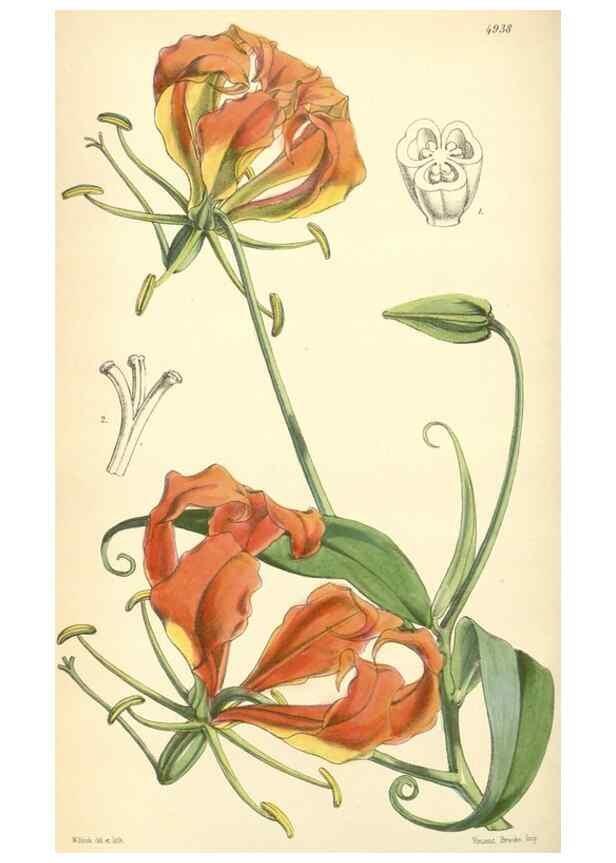 Reproducción/Reproduction 8551798618: Curtis's botanical magazine.. London ;New York [etc.] :Academic Press [etc.]