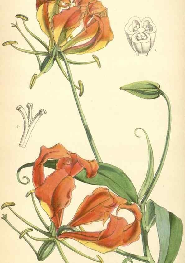 Reproducción/Reproduction 8551798618: Curtis's botanical magazine.. London ;New York [etc.] :Academic Press [etc.]