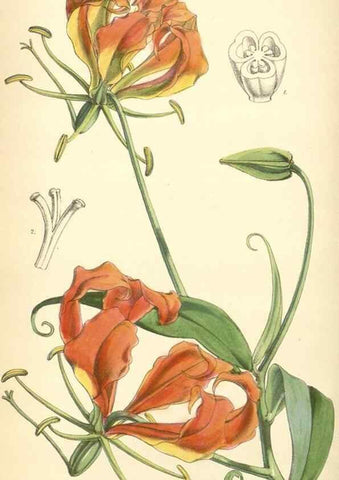 Reproducción/Reproduction 8551798618: Curtis's botanical magazine.. London ;New York [etc.] :Academic Press [etc.]