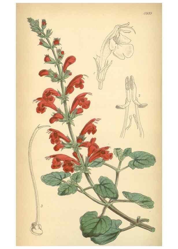 Reproducción/Reproduction 8551799312: Curtis's botanical magazine.. London ;New York [etc.] :Academic Press [etc.]