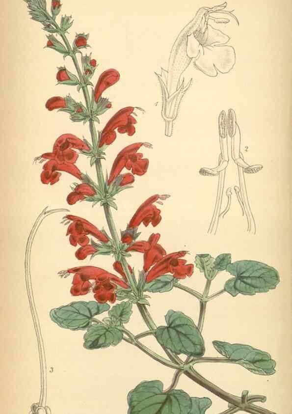Reproducción/Reproduction 8551799312: Curtis's botanical magazine.. London ;New York [etc.] :Academic Press [etc.]
