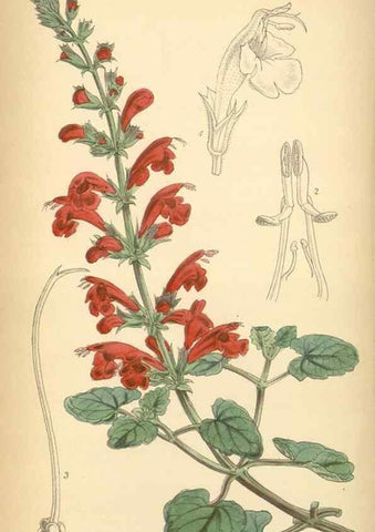Reproducción/Reproduction 8551799312: Curtis's botanical magazine.. London ;New York [etc.] :Academic Press [etc.]
