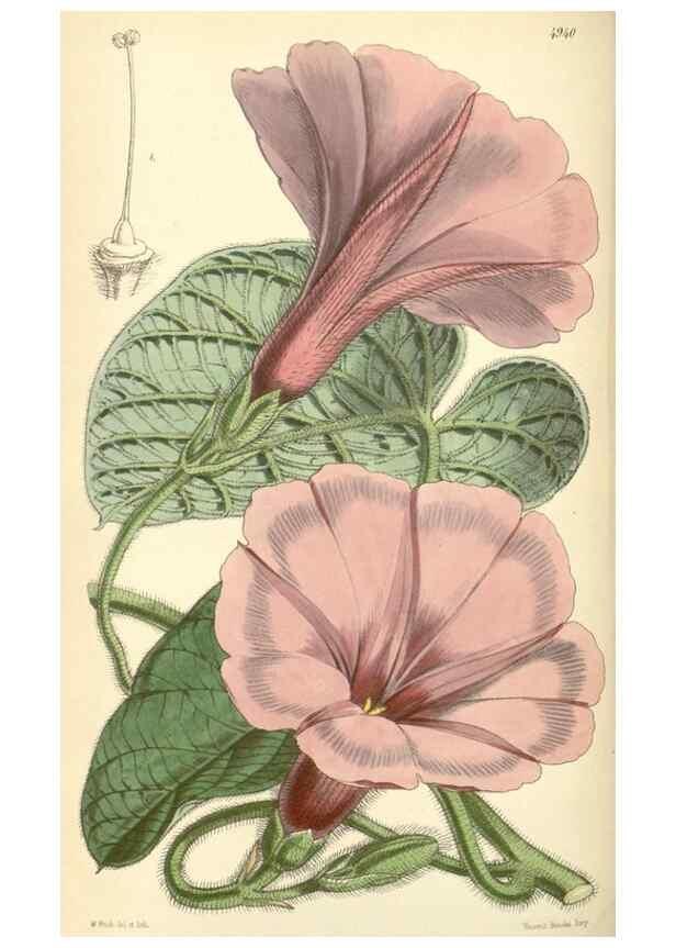 Reproducción/Reproduction 8551800076: Curtis's botanical magazine.. London ;New York [etc.] :Academic Press [etc.]