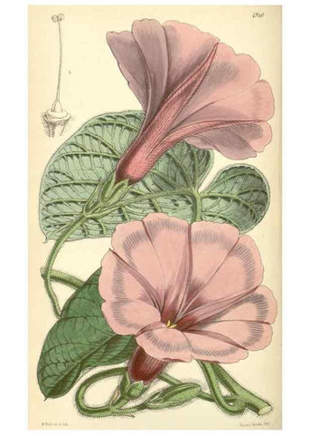 Reproducción/Reproduction 8551800076: Curtis's botanical magazine.. London ;New York [etc.] :Academic Press [etc.]