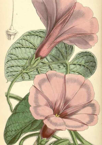 Reproducción/Reproduction 8551800076: Curtis's botanical magazine.. London ;New York [etc.] :Academic Press [etc.]