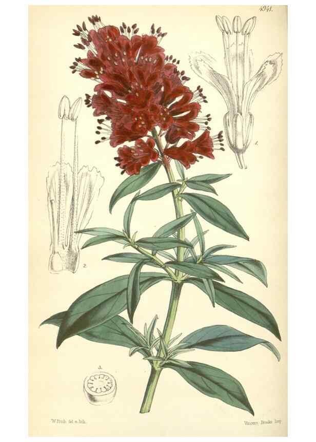Reproducción/Reproduction 8551801724: Curtis's botanical magazine.. London ;New York [etc.] :Academic Press [etc.]