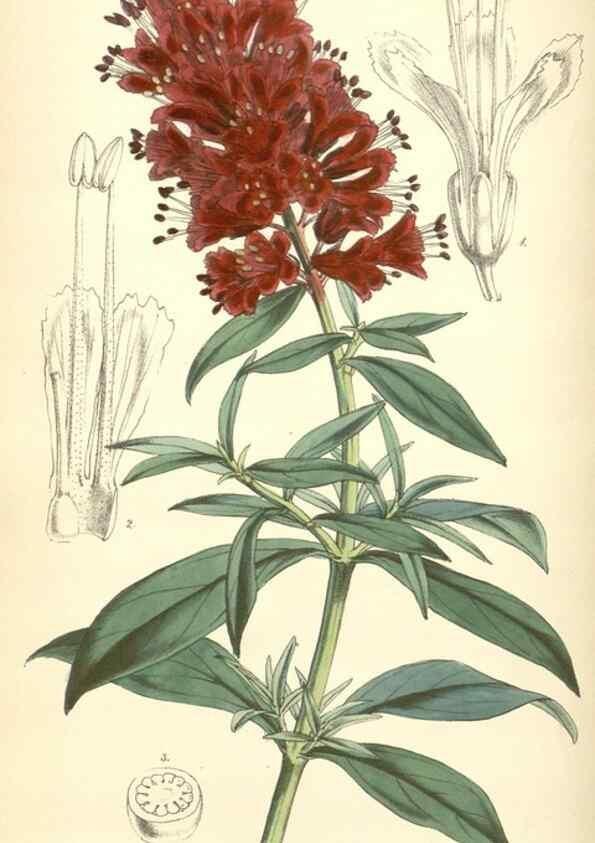 Reproducción/Reproduction 8551801724: Curtis's botanical magazine.. London ;New York [etc.] :Academic Press [etc.]