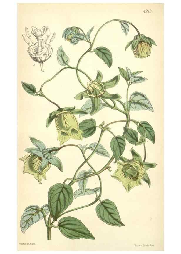 Reproducción/Reproduction 8551802664: Curtis's botanical magazine.. London ;New York [etc.] :Academic Press [etc.]