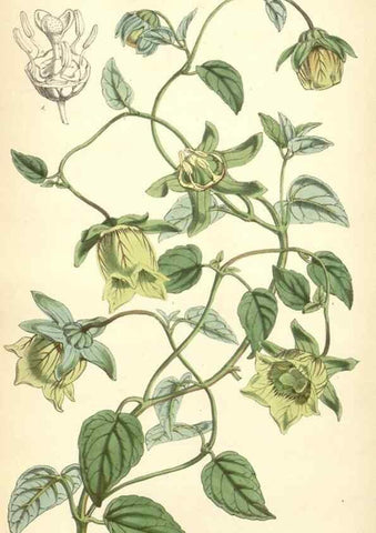 Reproducción/Reproduction 8551802664: Curtis's botanical magazine.. London ;New York [etc.] :Academic Press [etc.]