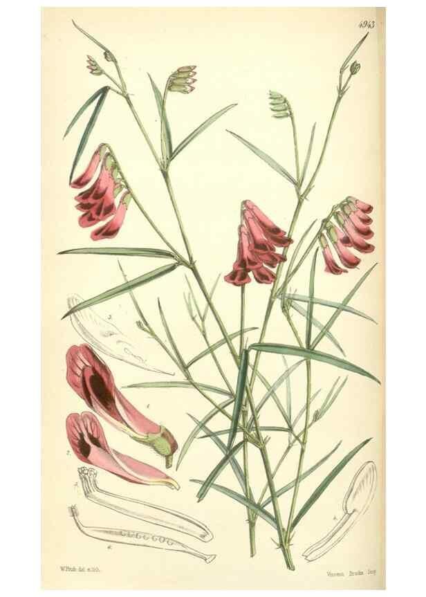 Reproducción/Reproduction 8550701661: Curtis's botanical magazine.. London ;New York [etc.] :Academic Press [etc.]