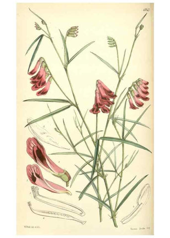 Reproducción/Reproduction 8550701661: Curtis's botanical magazine.. London ;New York [etc.] :Academic Press [etc.]