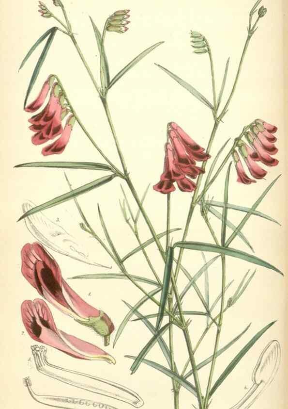 Reproducción/Reproduction 8550701661: Curtis's botanical magazine.. London ;New York [etc.] :Academic Press [etc.]